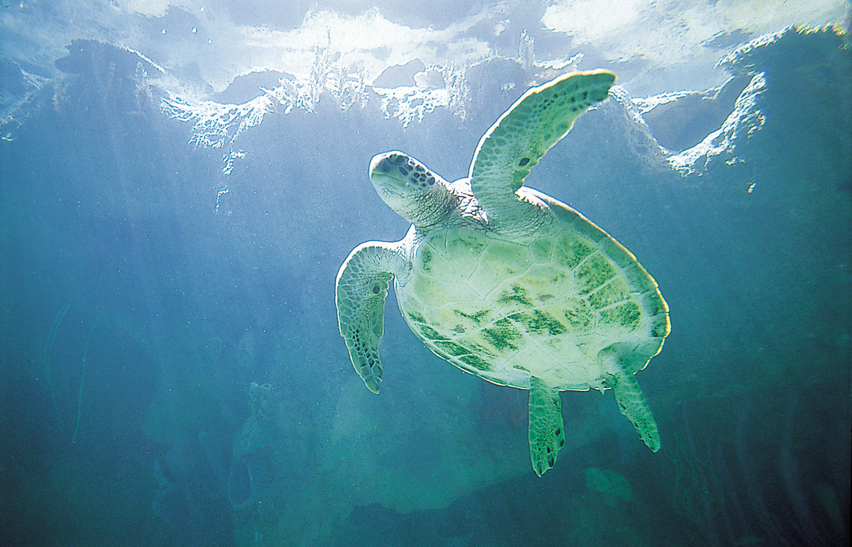 Hibiscus_Lagoon_126_Med - GALLERY.jpg